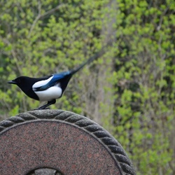 2017-04 Copenhagen/Assistens Kirkegård/DSC_0053.JPG